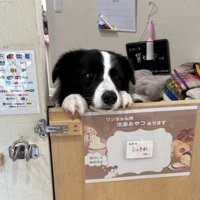 うりきれ
