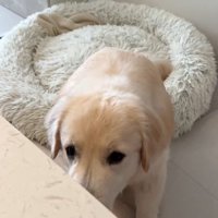 頭を下げる大型犬