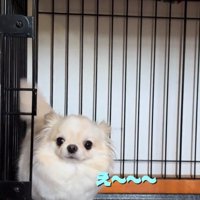 不満そうなわんこ
