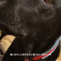 女性を見上げる犬