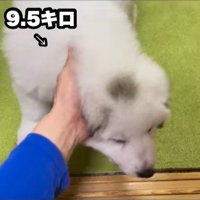 ドレミちゃんの成長