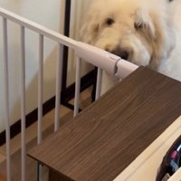 ゴールデンドゥードルのソラくん