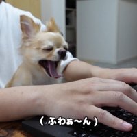 お仕事中に甘えるみるくちゃん5