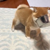 右往左往する小雪ちゃん