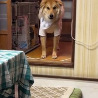 段差の前に立つ犬
