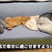 いつまでも仲良く幸せに暮らしてね！