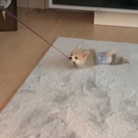 引きずられる犬3