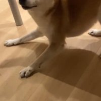 柴犬の甚八くん