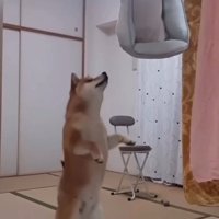 立ち上がる柴犬