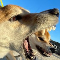 こてつ君がお口から飛び出しているかのよう…！