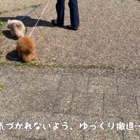 パパさんはこっそり離れて…