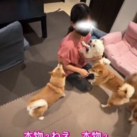 女の子に飛びつく犬3
