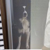 窓越しに見つめる犬