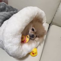 布団に入る犬