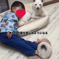 犬のベッドによりかかる赤ちゃんと犬