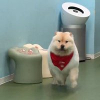 おやつを貰って駆け出すチャウチャウ