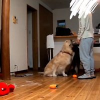 パパの前にお座りするこむぎ君