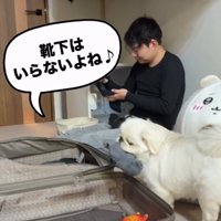 靴下をくわえる犬