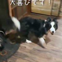 男性の姿を見て家の中を駆け回る犬