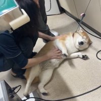 床に寝転がる犬の腹を撫でる女性の獣医