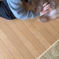 客に撫でてもらう小型犬