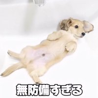 洗面台に仰向けになっている子犬