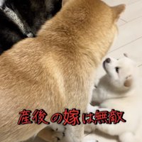 人間の夫婦みたい