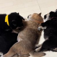 もふもふと目指したのは…
