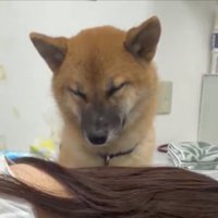 柴犬