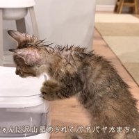びしょ濡れになったたまちゃん