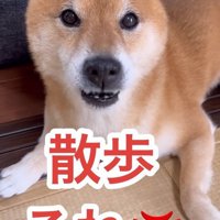 キレ気味で散歩のお誘いを拒否