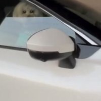 窓越しに見つめる犬