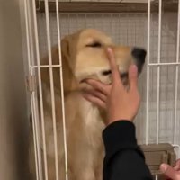 ケージに戻されるかやちゃん