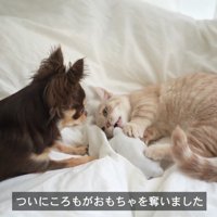 おもちゃを取り合う2匹