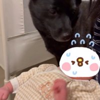 飼い主が抱っこしている赤ちゃんを見つめる犬