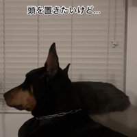 ソファで寛いでいたHARVEYちゃん