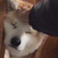 飼い主に頭を撫でられて目を閉じる犬