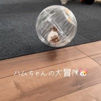 冒険中のハムスターとワンコたち5