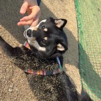 カメラ目線の音色ちゃん