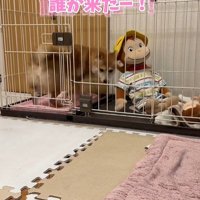 業者さんが来た日のはなちゃん4