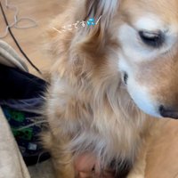 座っている犬のお腹と足の間で眠る男の子