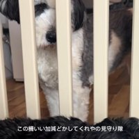 柵をどかしてほしいわんこ