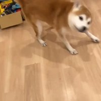 ブルブルする甚八くん