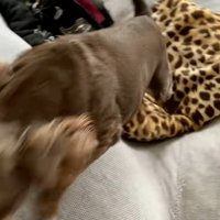 ソファによじ登るペコちゃん