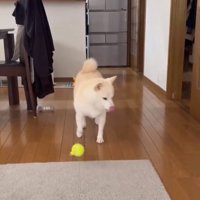 手前でボールを落とす銀くん