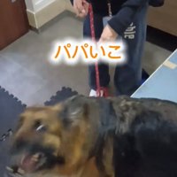 上を見る犬1