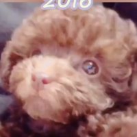 こちらを見る子犬