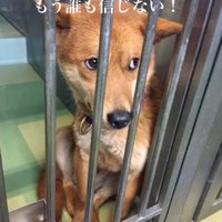 怯えた目で硬直する茶色い犬