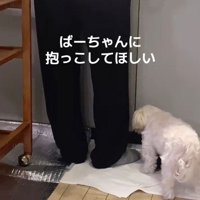 台所にやってきた犬