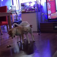 脚カバーを取り合う姉妹犬
